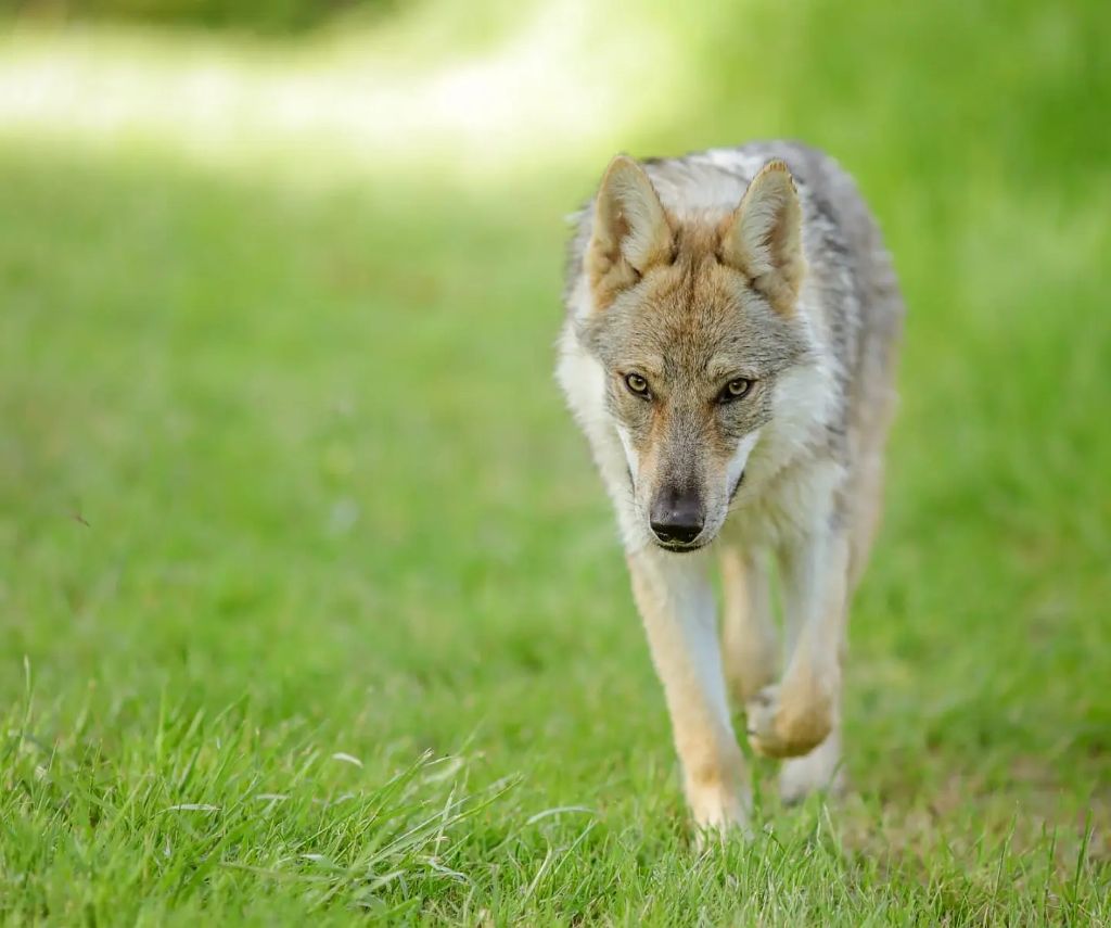 Unohë Des Loups D'Amarok