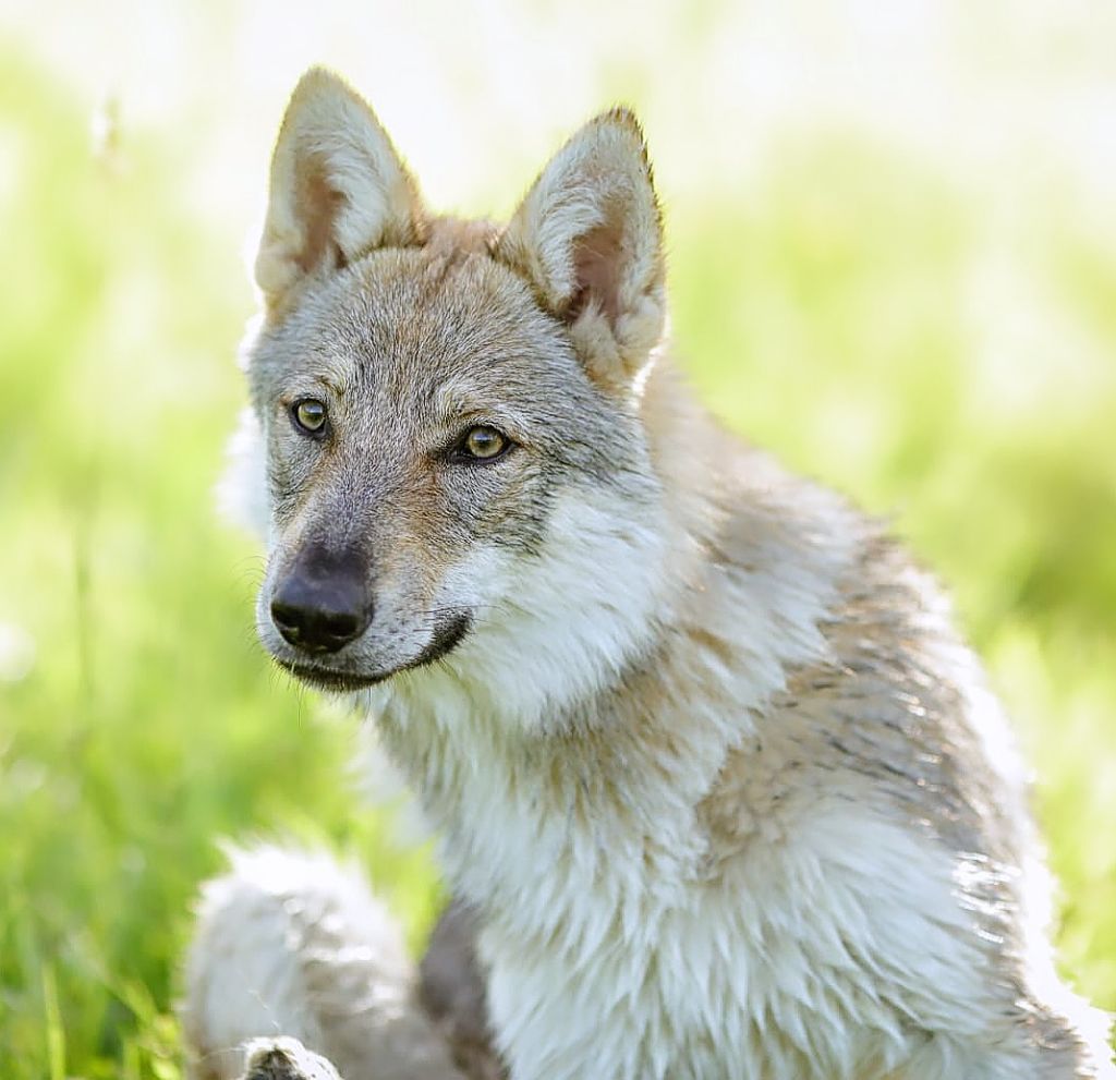 Unohë Des Loups D'Amarok