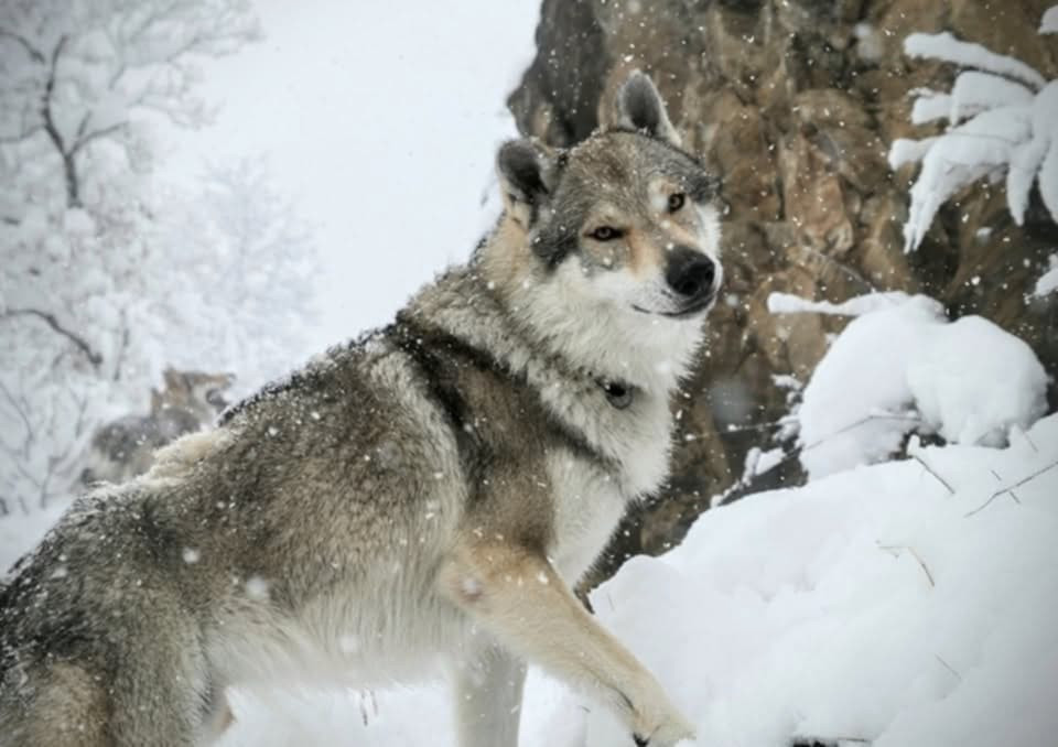 Vanhelsing Urahurah (Sans Affixe)