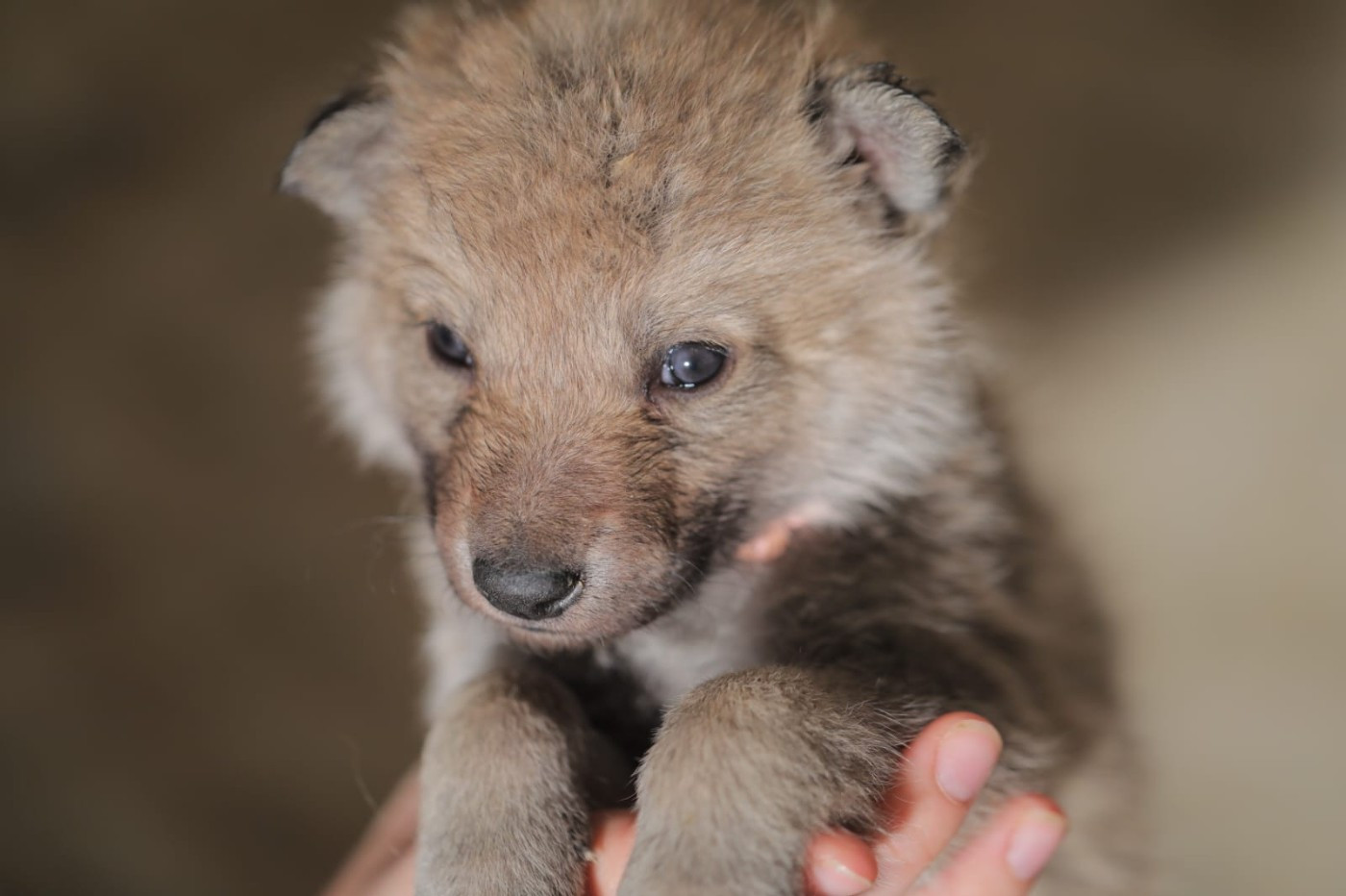 Des Loups D'Amarok - Chiots disponibles - Chien-loup tchecoslovaque