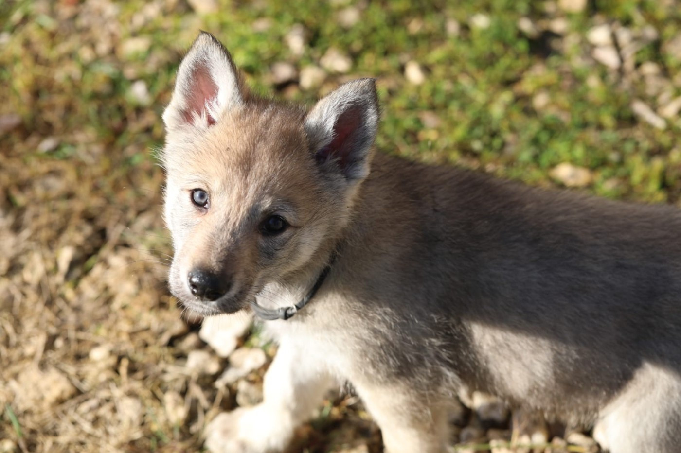 Des Loups D'Amarok - Chien-loup tchecoslovaque - Portée née le 06/12/2025
